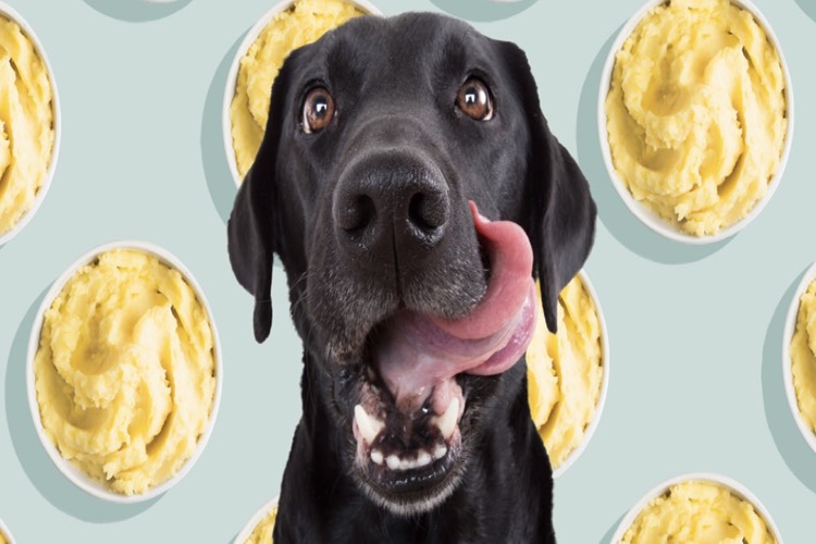 Köpek Patates Kızartması Yer Mi?