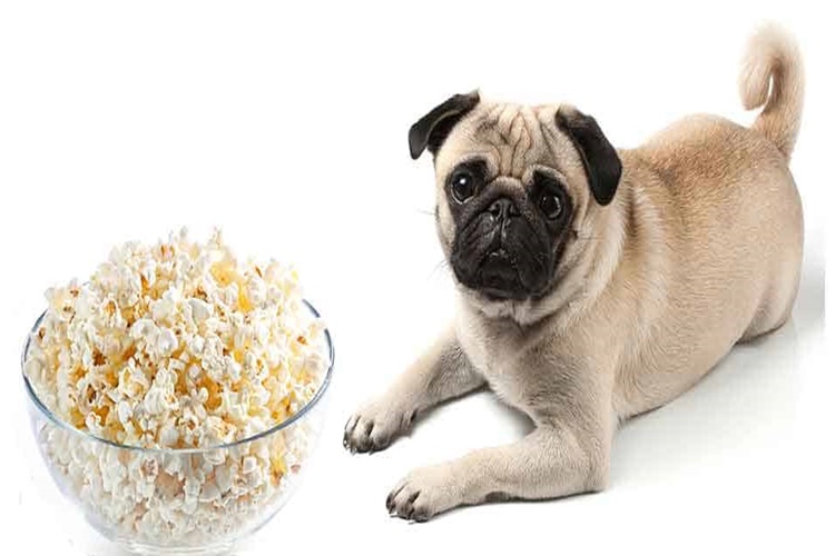 Köpek Patlamış Mısır Yer Mi?