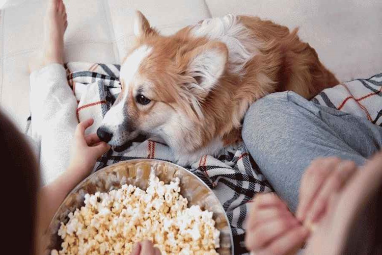 Köpek Patlamış Mısır Yerse Ne Olur?