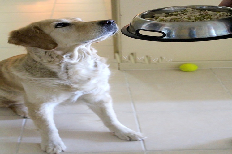 Köpek Pilav Yer Mi?