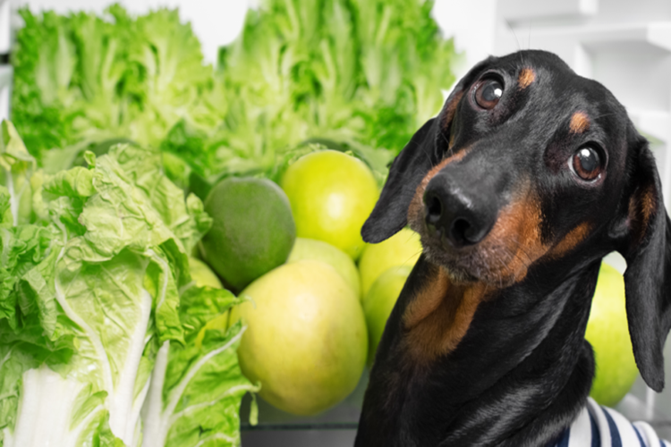 Köpek Pırasa Yer Mi?