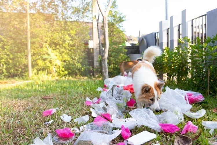 Köpek Plastik Yerse Ne Olur?