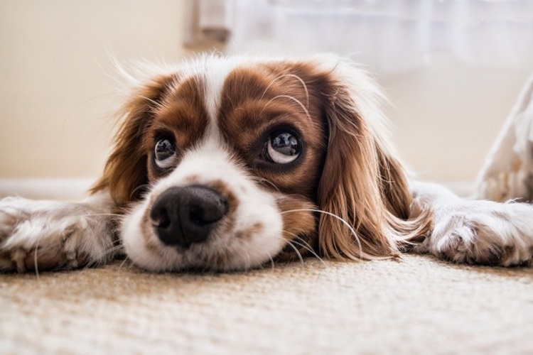 Köpek Psikolojisi Tedavisi Nedir?