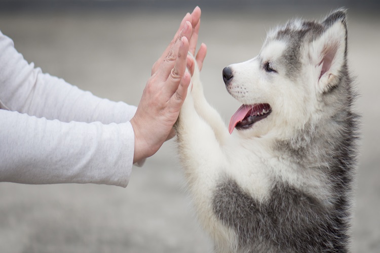 Köpek Sahiplenme Derneği Hakkında Bilgiler 