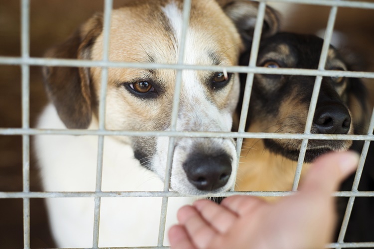 Köpek Sahiplenmek İçin Gerekenler Nelerdir? 