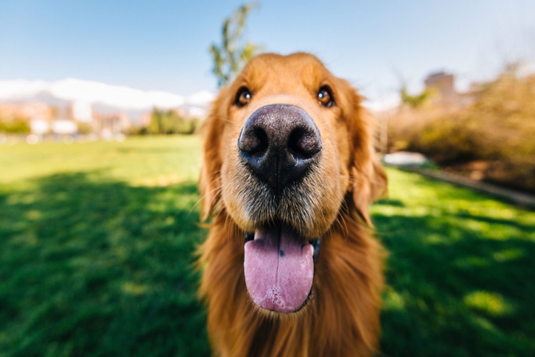 Köpek Sakız Yerse Ne Olur?