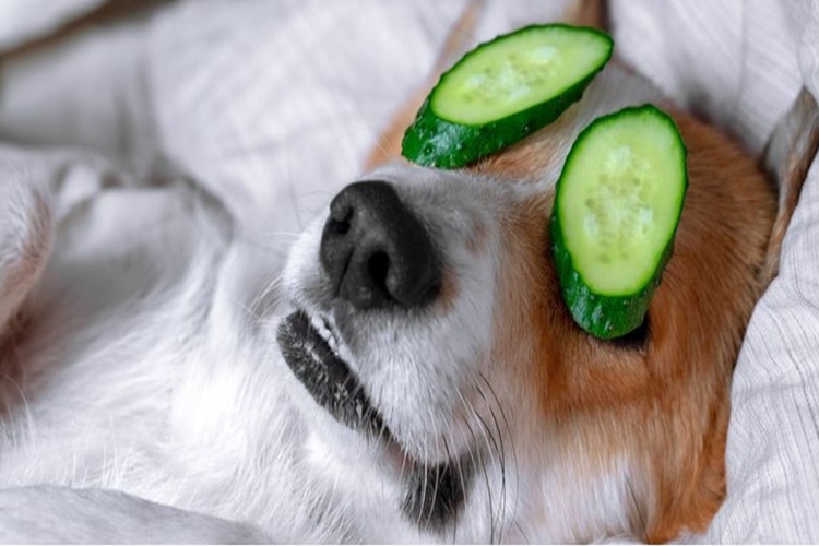 Köpek Salatalık Yer Mi?