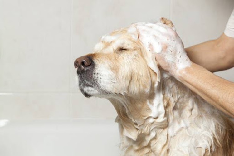 Köpek Salyası Temiz Midir?