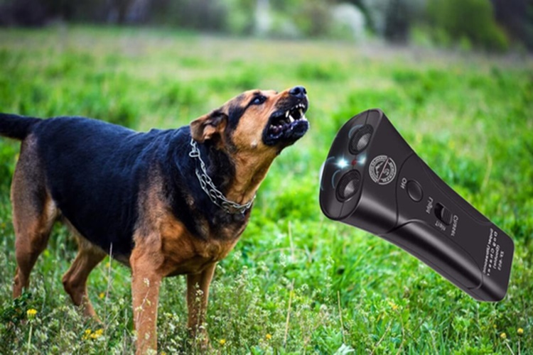 Köpek Savar İşe Yarıyor Mu?