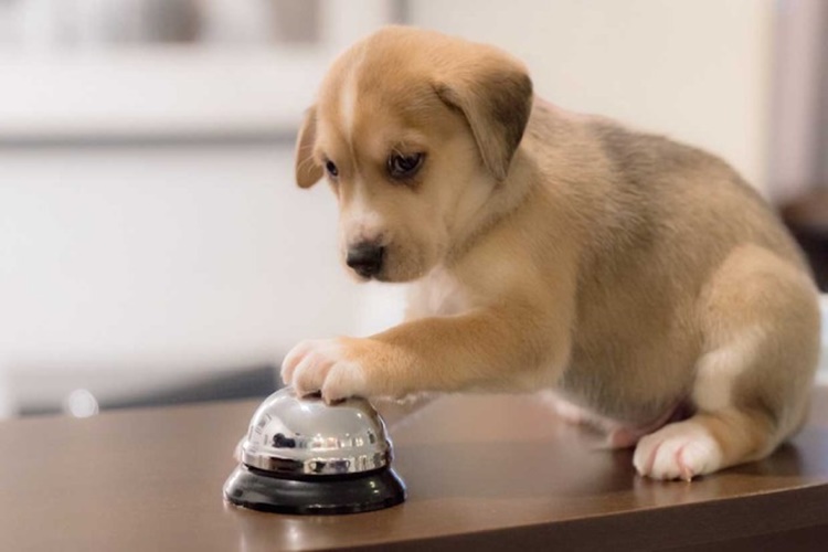 Köpek Şekerli Yer Mi?