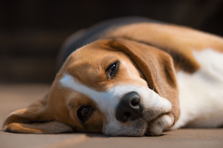Köpek Sigara Yerse Ne Olur?