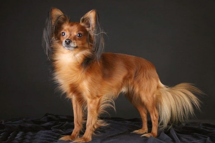 Köpek Slime Yerse Ne Olur?