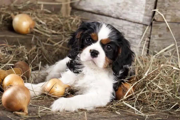 Köpek Soğan Yerse Ne Olur?