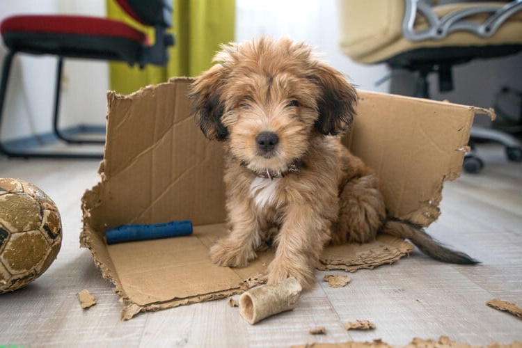 Köpek Sünger Yerse Ne Olur?