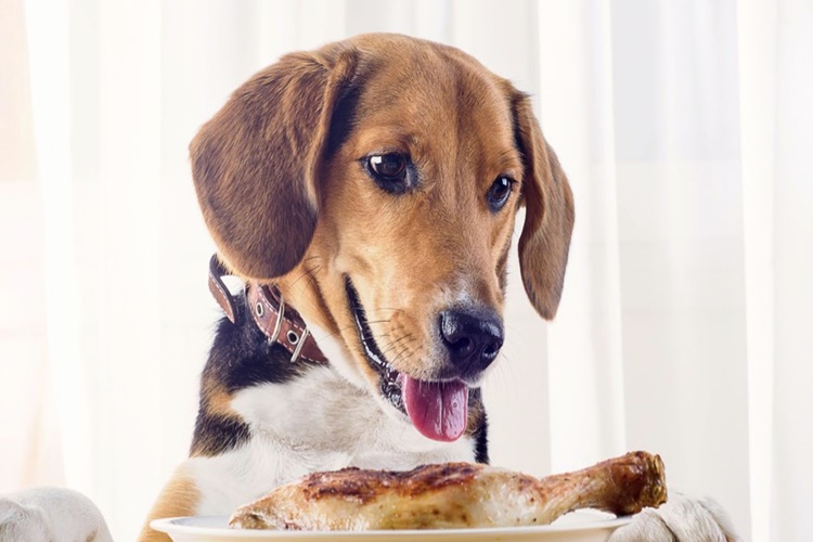Köpek Tavuk Derisi Yer Mi?