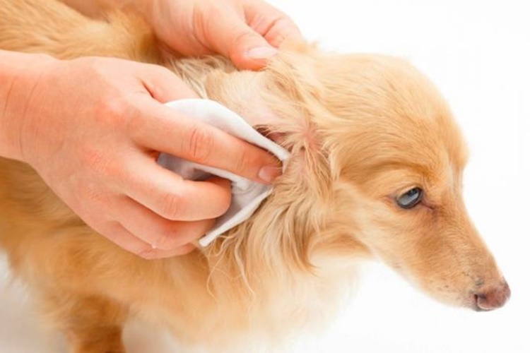 Köpek Temizliği Hakkında Merak Edilenler