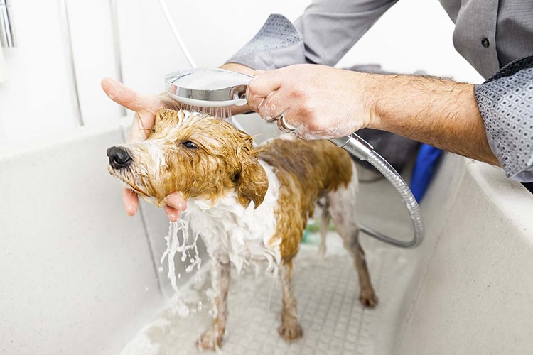 Köpek Temizliği Nasıl Yapılır?
