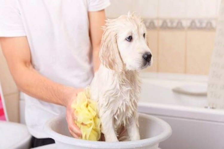 Köpek Temizlik Ürünleri Nelerdir?