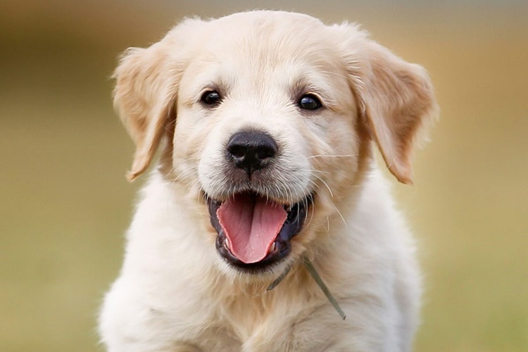 Köpek Tenyası İnsana Bulaşır Mı?