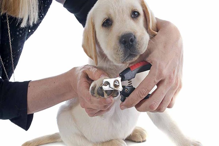 Köpek Tırnağı Nasıl Kesilir?