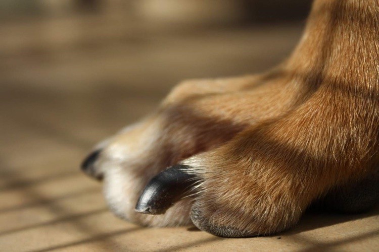 Köpek Tırnağı Nasıl Kesilir?