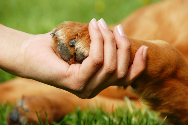Köpek Tırnağı Ne Kadar Kesilir?
