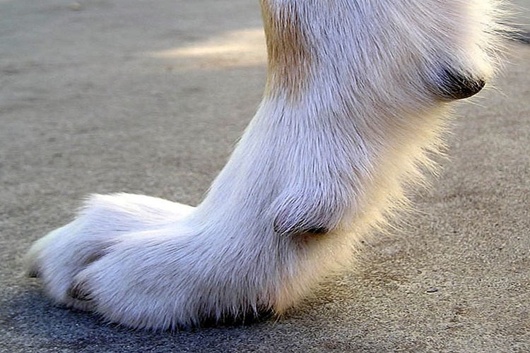 Köpek Tırnağı Neyle Kesilir?