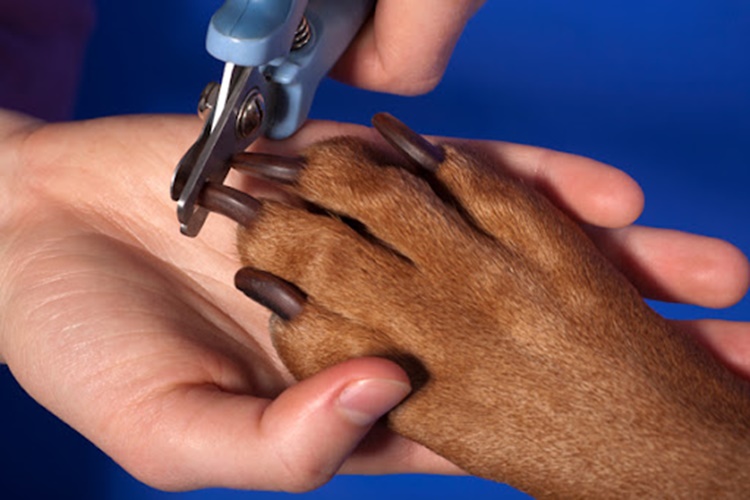 Köpek Tırnağından Kuduz Bulaşır Mı?