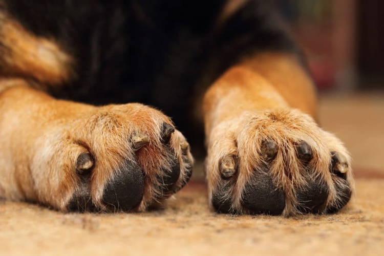 Köpek Tırnakları Ne Zaman Kesilir?