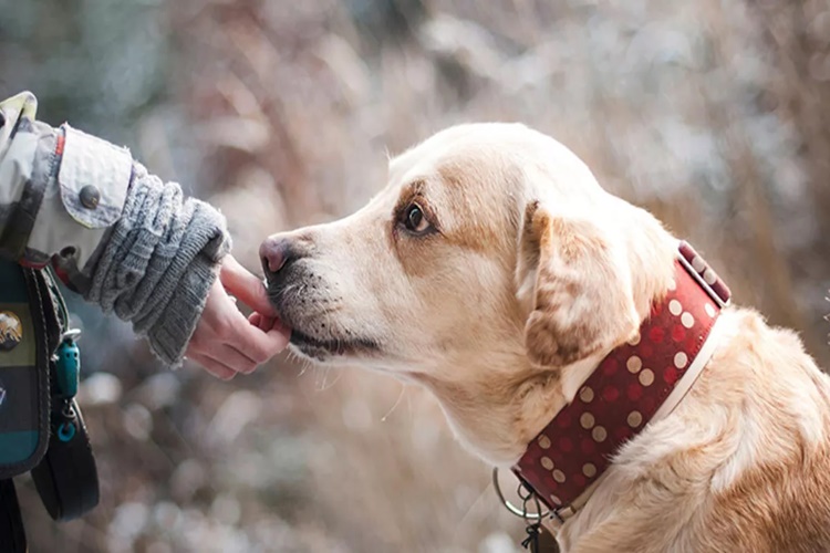 Köpek Tütün Yerse Ne Olur?