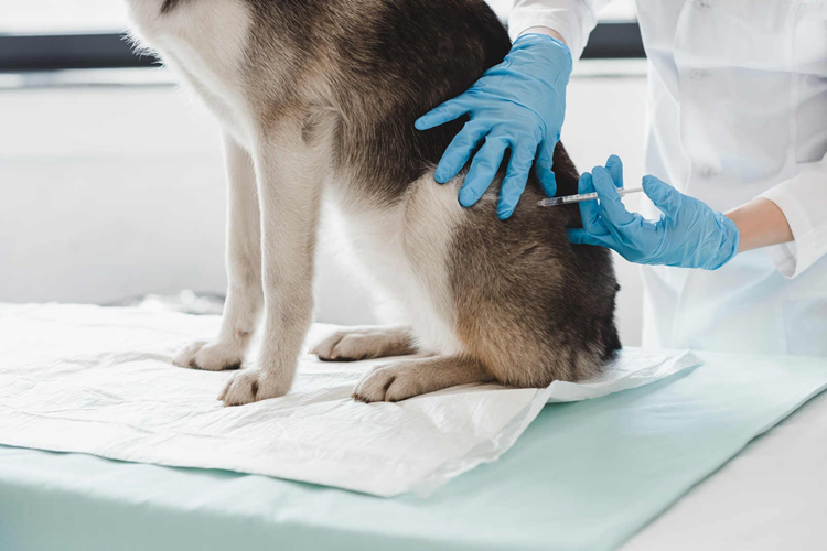 Köpek Uyuz Aşısı Fiyatı 2023 Ne Kadar?