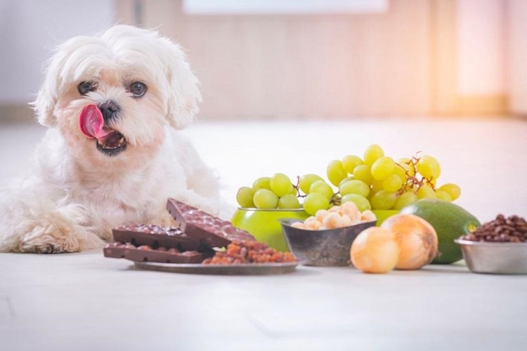 Köpek Üzüm Yer Mi?