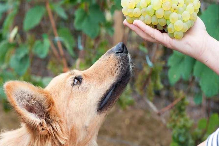 Köpek Üzüm Yerse Ne Olur?