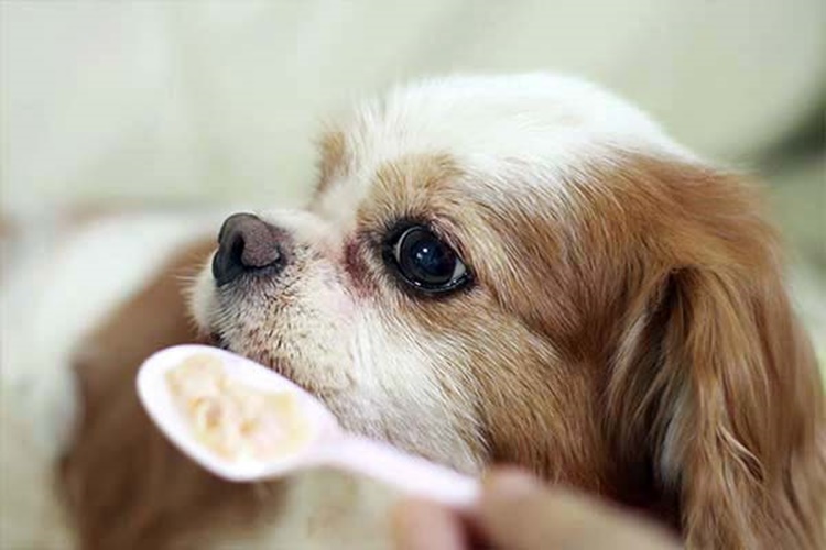 Köpek Yulaf Yer Mi?