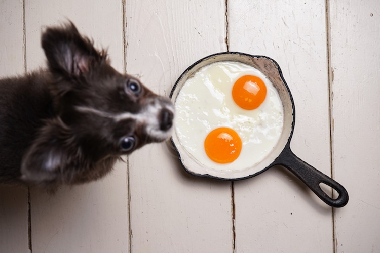 Köpek Yumurta Yer Mi?