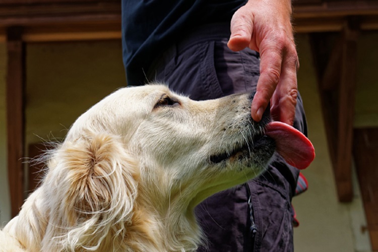 Köpek Zencefil Yer Mi?