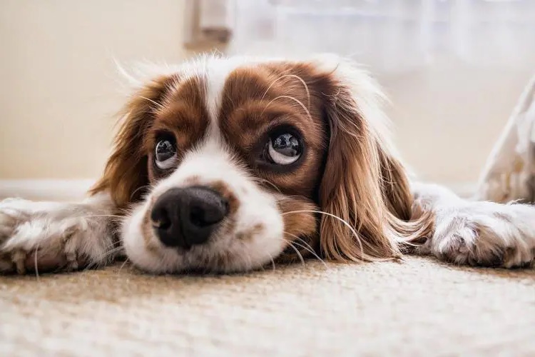 Köpekler Aşık Olur Mu?