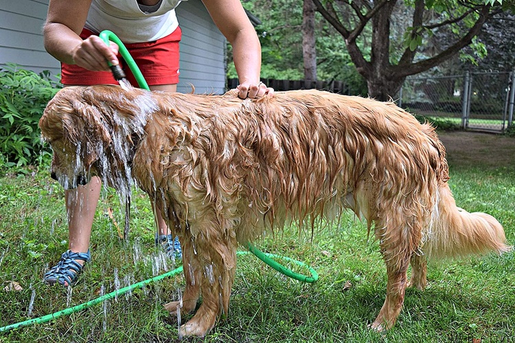 Köpekler Banyo Yapmayı Sever Mi?
