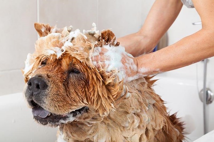 Köpekler Banyodan Sonra Neden Kokar?