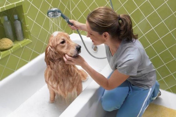 Köpekler Banyodan Sonra Neden Koşar?