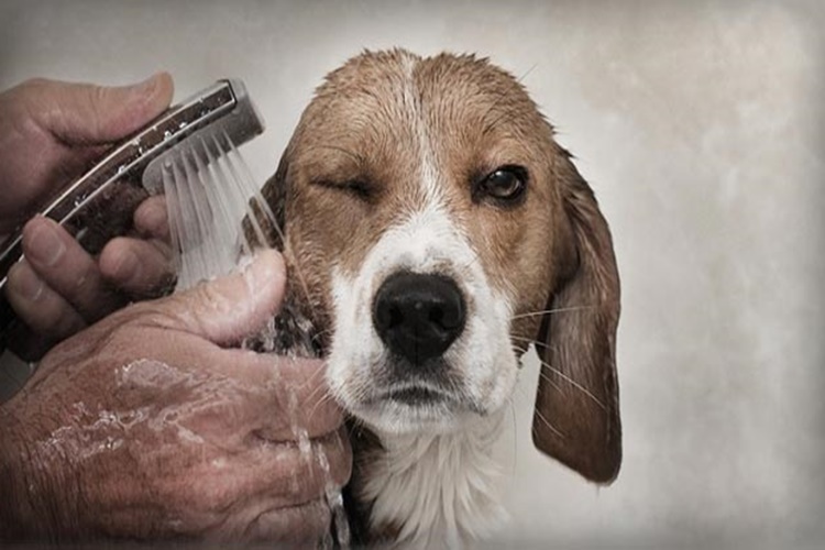 Köpekler Banyodan Sonra Neden Titrer?