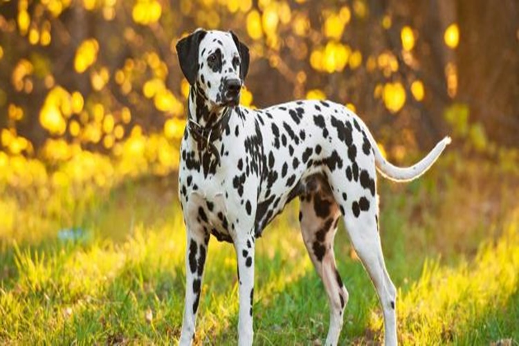 Köpekler Çiftleştikten Sonra Neden Ayrılamaz?