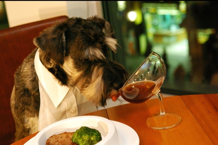 Köpekler Ciğer Yerse Ne Olur?