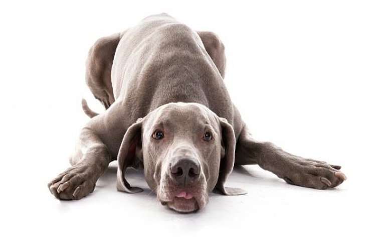 Köpekler Depremden Önce Havlar Mı?