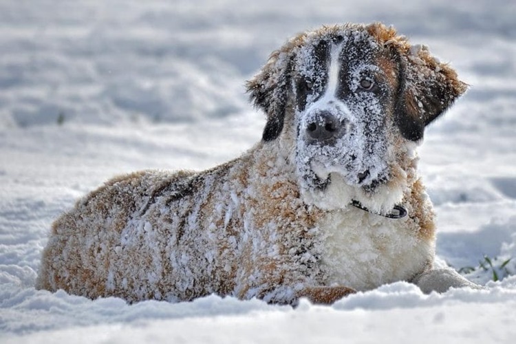 Köpekler Eksi Kaç Dereceye Kadar Dayanır?