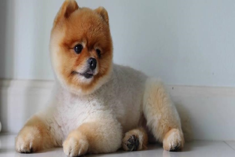 Köpekler Gece Evde Yalnız Kalabilir Mi?