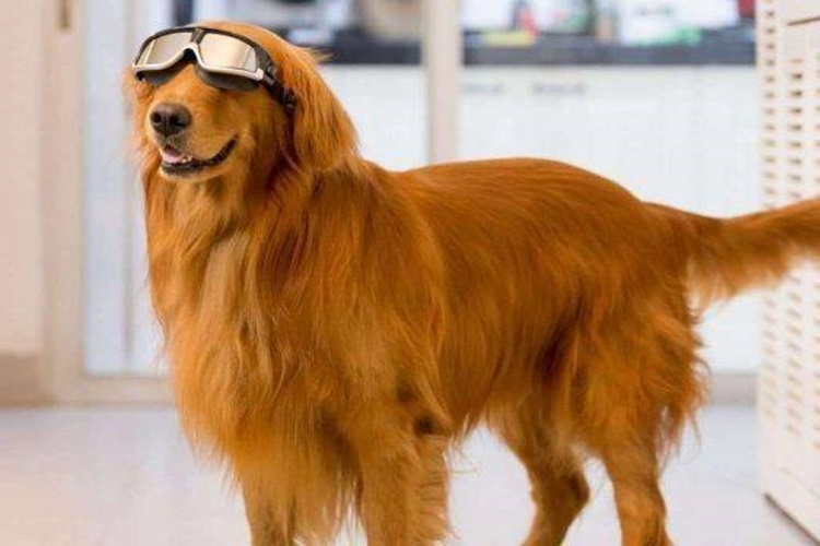 Köpekler Hakkında Doğru Bilinen Yanlışlar