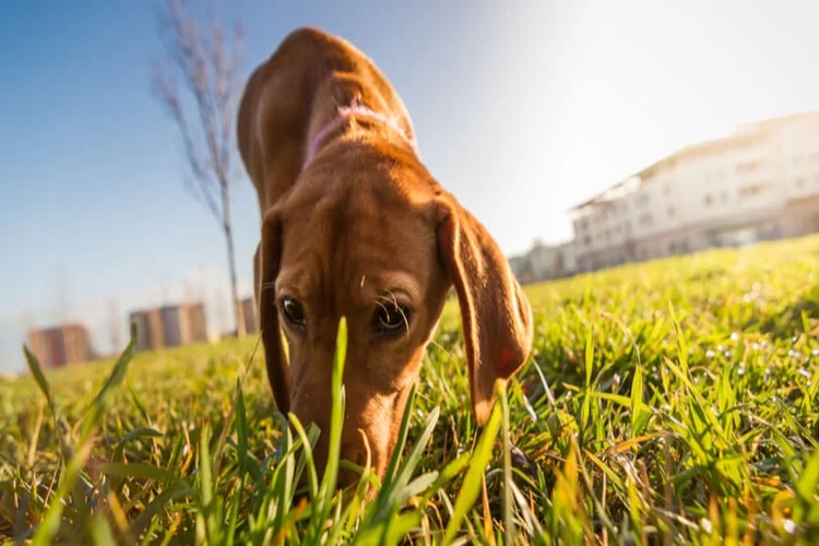 Köpekler Hangi Kokudan Kaçar?
