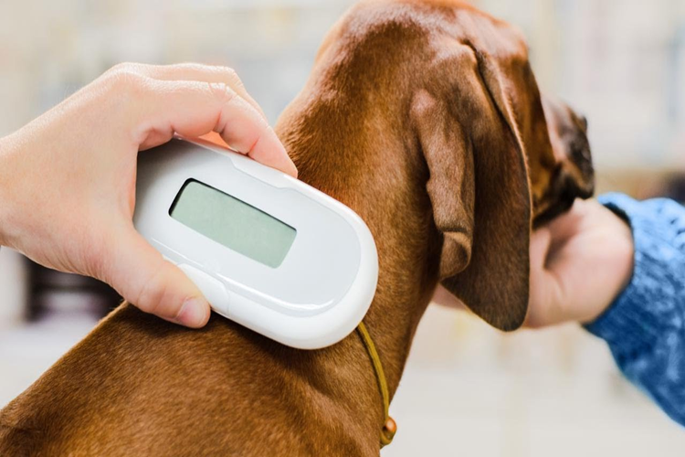 Köpekler İçin Çip Başvurusu Nasıl Yapılır?
