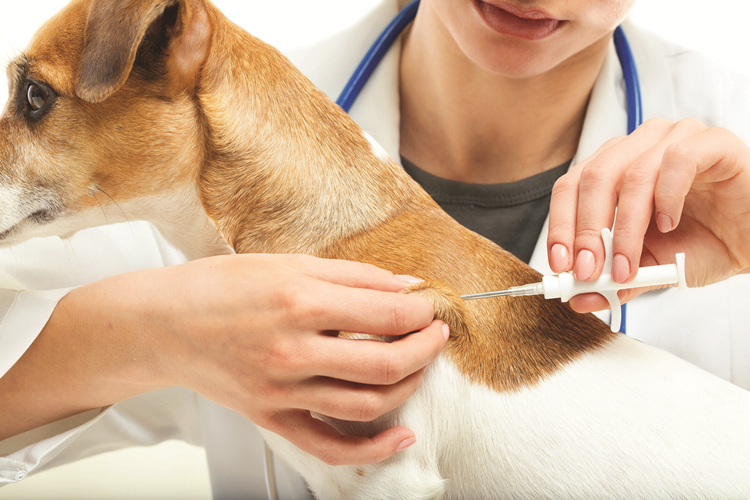 Köpekler İçin Çip Zorunlu Mu?